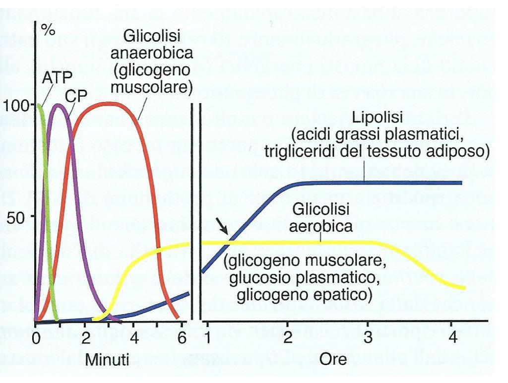 Fonti energetiche durante l esercizio fisico A sinistra esercizio intenso e di breve durata (es.