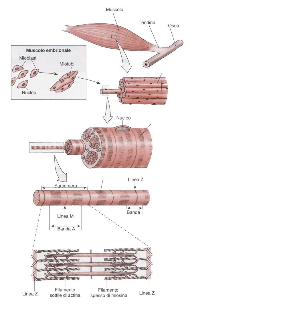 Il muscolo scheletrico è composto da fascicoli di fibre, le fibre da miofibrille Tra i fasci di fibre collagene, fibre elastiche nervi e vasi sanguigni Fascicolo Fibra diam.