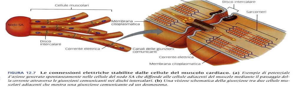 Le cellule muscolari cardiache formano un sincizio elettrico permettendo la contrazione