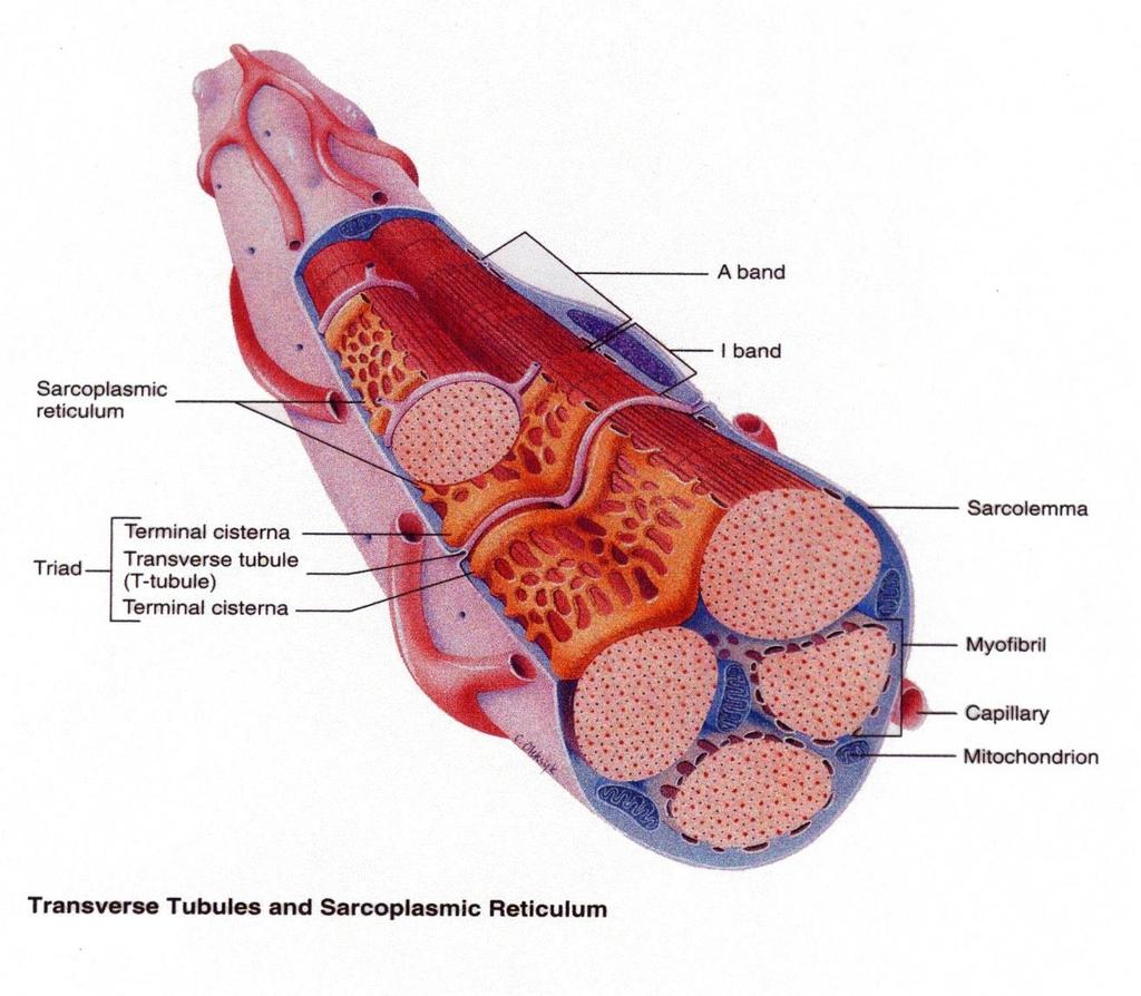 Fibra muscolare Il connettivo che riveste il muscolo, i fascicoli e la fibra trasmettono la forza generata dal muscolo al tendine.