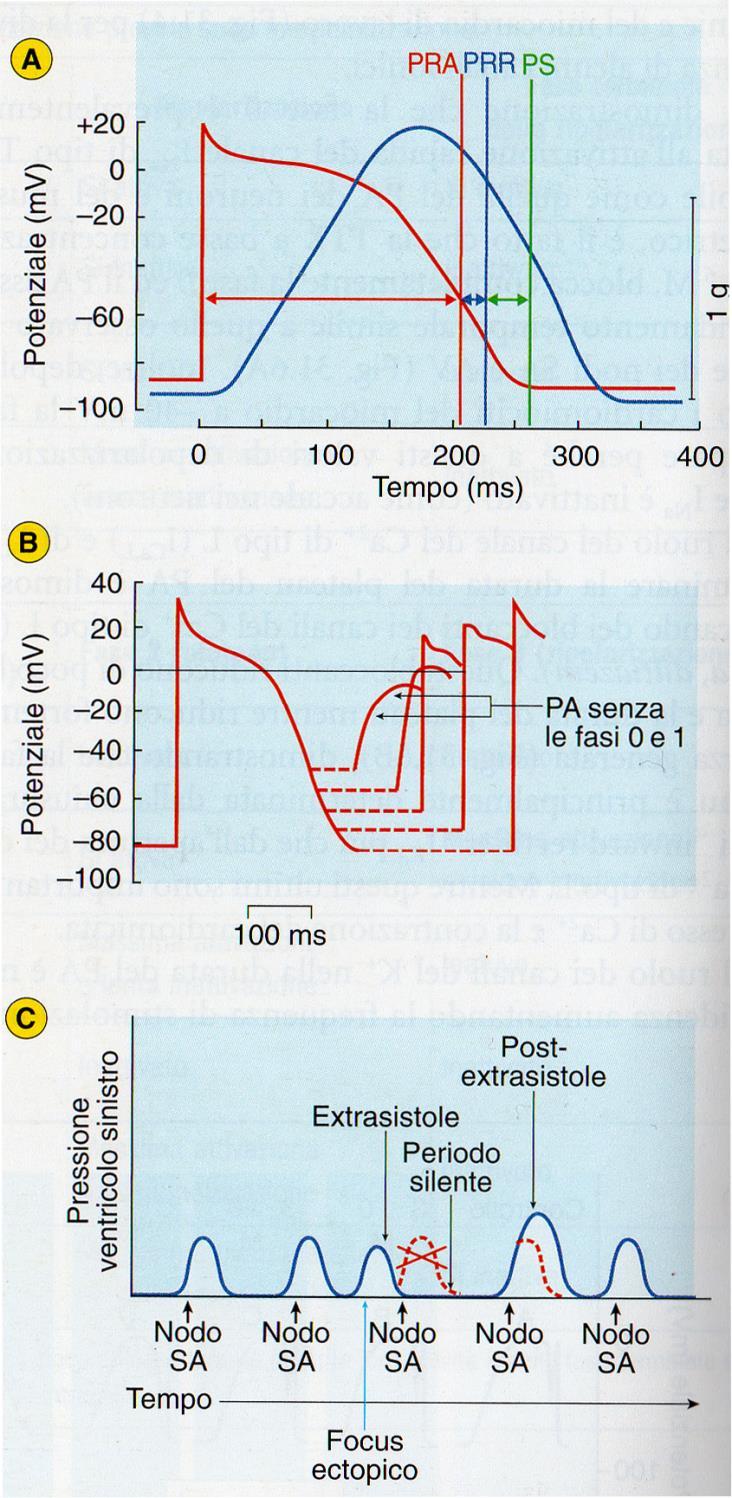 Durante la contrazione il cuore è incapace di rispondere ad uno stimolo, qualunque sia la sua entità (REFRATTARIETA ASSOLUTA).