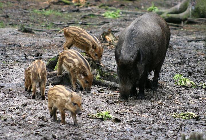 GeoMuseo MonteArci + Lezione pratica 7,00 La fauna della Sardegna Introduzione alla specie faunistiche (mammiferi, anfibi, rettili