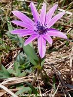 Durante il percorso abbiamo visto molte piante della macchia mediterranea, gli odori erano del fresco bosco; Rahul ha trovato un primo fiore di primavera chiamato anemone dei prati: è di un bel viola