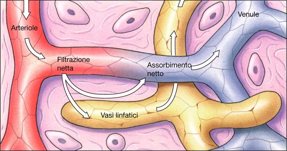 Linfa si forma alla fine della porzione arteriosa dei capillari, dove la pressione è elevata Acqua, elettroliti ed alcune proteine trasudano nel tessuto L'inversione di pressione nella porzione