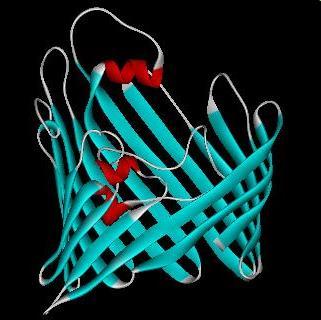 Proteine: struttura terziaria porina albumina tripsina La struttura terziaria della catena polipeptidica è determinato da