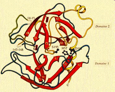Enzimi: chimotripsina La chimotripsina è un enzima