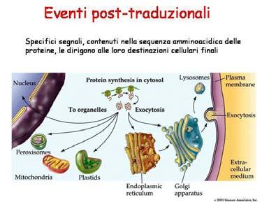 Il Nobel è dovuto alla sua principale scoperta: la reazione nera o metodo di Golgi, una tecnica rivoluzionaria che ha permesso per la prima volta nella storia di colorare un'intera cellula e i suoi