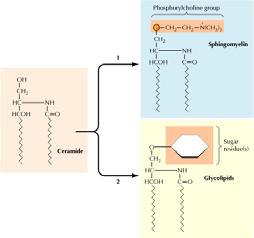 Metabolismo dei lipidi nel Golgi Cooper Oltre alle sue attività nel processamento e smistamento delle glicoproteine e proteoglicani, il Golgi funziona nel metabolismo lipidico, in particolare nella