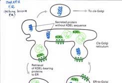 Acido Aspartico E Acido Glutamico L Leucina Modello per il "ripescaggio«delle proteine residenti nell'er (2) (B) Il ripescaggio delle proteine dell'er