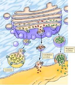 report=objectonly Apparto di Golgi MORFOLOGIA