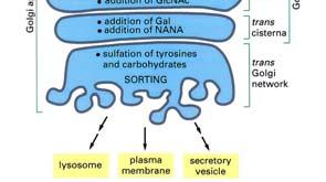 cis Nucleoside difosfatasi nelle cisterne trans