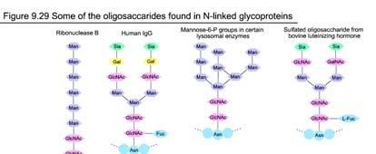 Carboidrati presenti sulla membrana plasmatica degli eritrociti corrispondenti ai gruppi sanguigni A,B, 0.