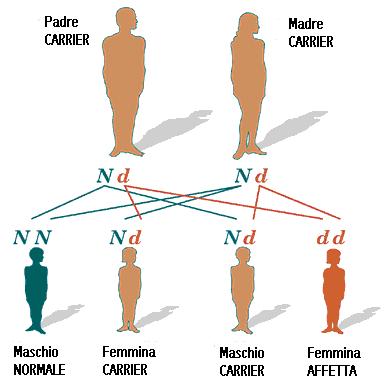 Malattia autosomica recessiva La malattia autosomica recessiva si osserva più