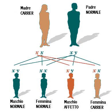 Malattia X-linked recessiva La figura mostra