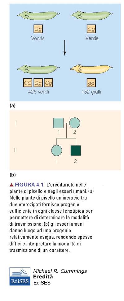 Eredità mendeliana ed alberi genealogici Le malattie monogeniche mostrano un pattern di ereditarietà mendeliano che può essere facilmente evidenziato dall analisi degli