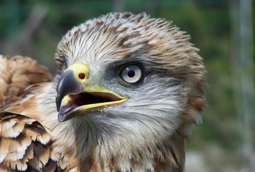 tutelare gli habitat e le specie