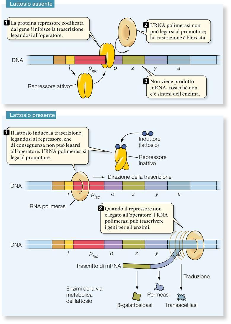 2 La regolazione dei geni Esistono due diversi tipi di operone: quelli inducibili e quelli reprimibili.