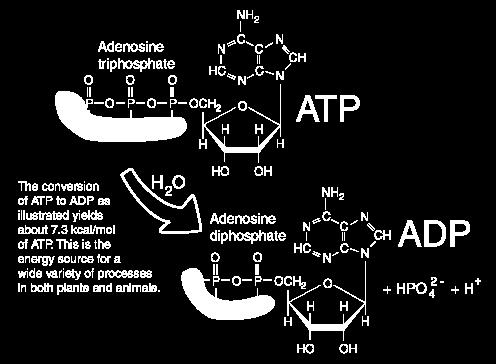 In particolare l ATP ed il GTP (trifosfati) in caso di bisogno vengono defosforilati di una o due unità