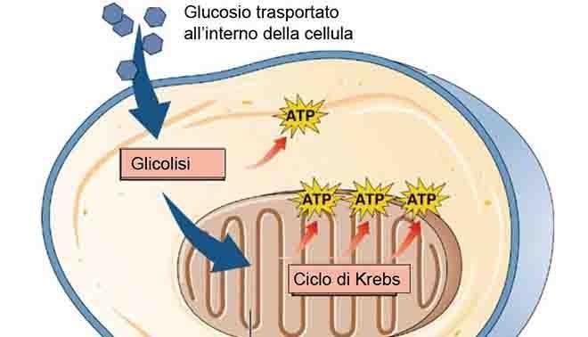 Nucleotidi trifosforilati come deposito energia chimica Questi processi energetici vengono fondamentalmente utilizzati