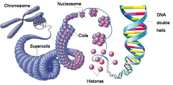 I cromosomi All interno del nucleo delle cellule