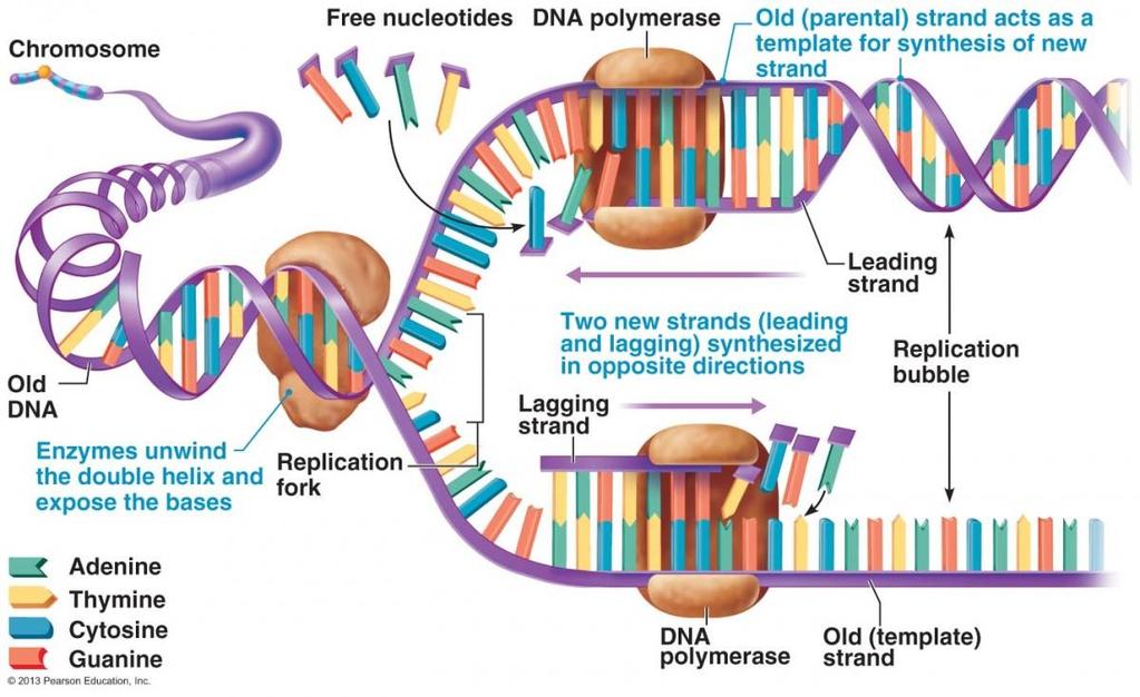 La replicazione del DNA 2) All interno di ogni forchetta di replicazione i singoli filamenti che prima formavano da doppia elica, agiscono da stampo per la sintesi dei filamenti complementari.