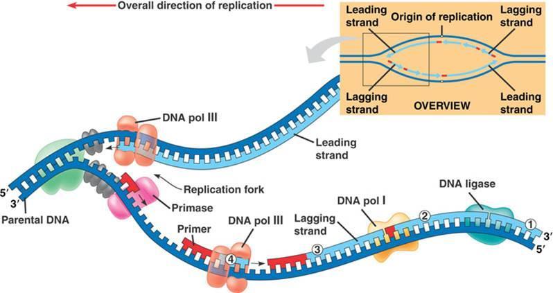 La replicazione del DNA 4) L'altro filamento, invece, chiamato filamento in ritardo (detto anche filamento lento o lagging strand in inglese), deve essere sintetizzato in direzione opposta al leading