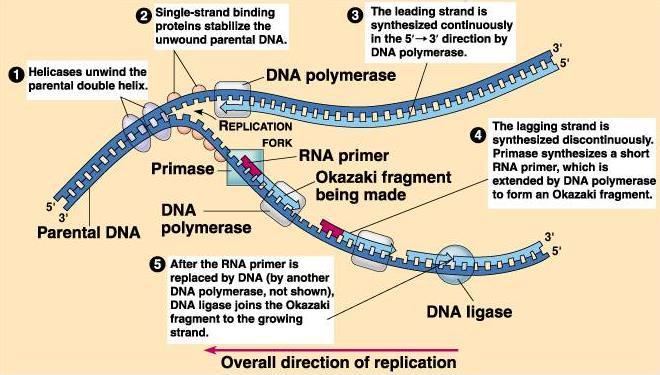 La replicazione del DNA 5) Tutte le tappe fin qui descritte