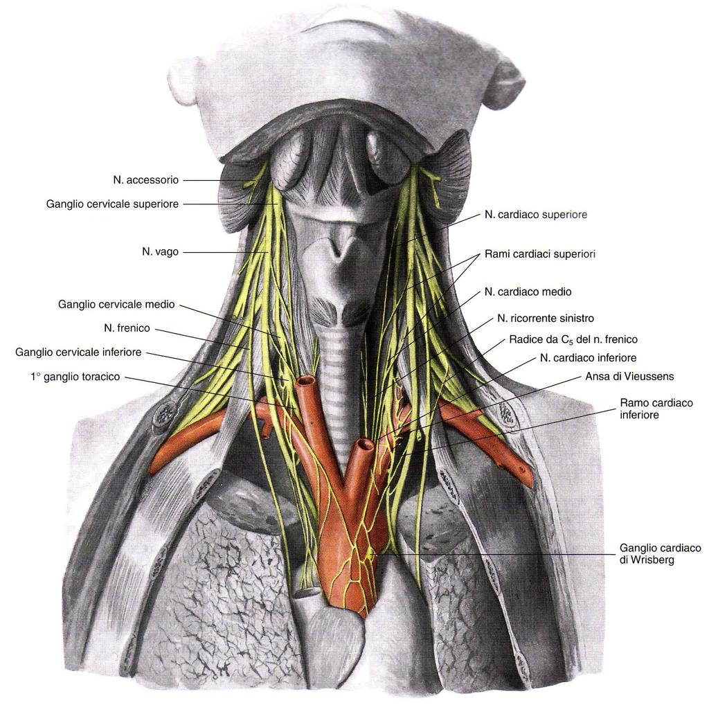 Rami collaterali cervicali: Nervo laringeo superiore Rami cardiaci superiori Rami per il glomo aortico Rami faringei Nervo