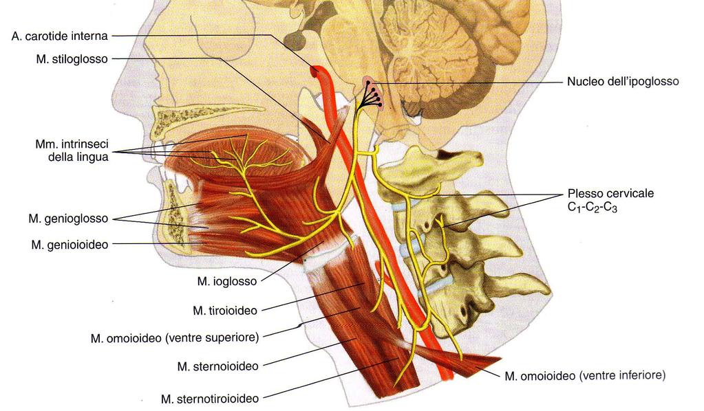 N. ipoglosso (XII) (somato-motorio) innerva i muscoli intrinseci della lingua. Fuoriesce dal canale dell ipoglosso (osso occipitale).