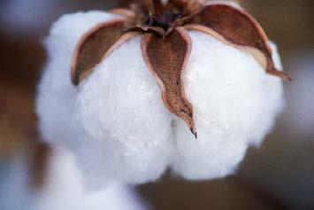 emicellulose e pectine (20%) più strati