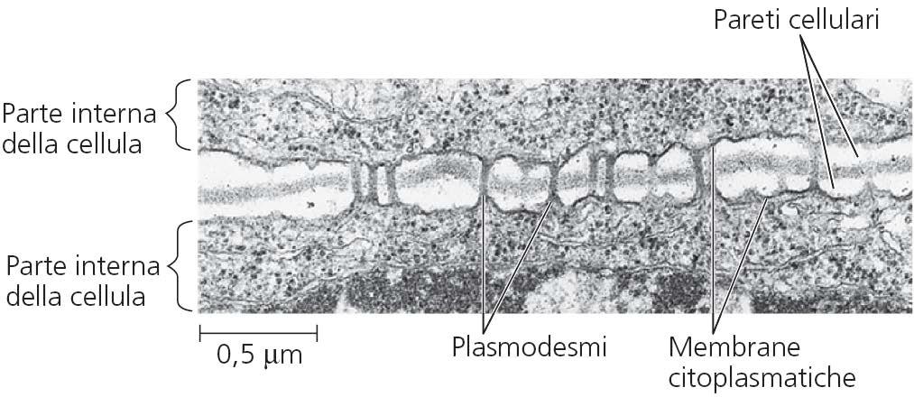 c. Parete cellulare