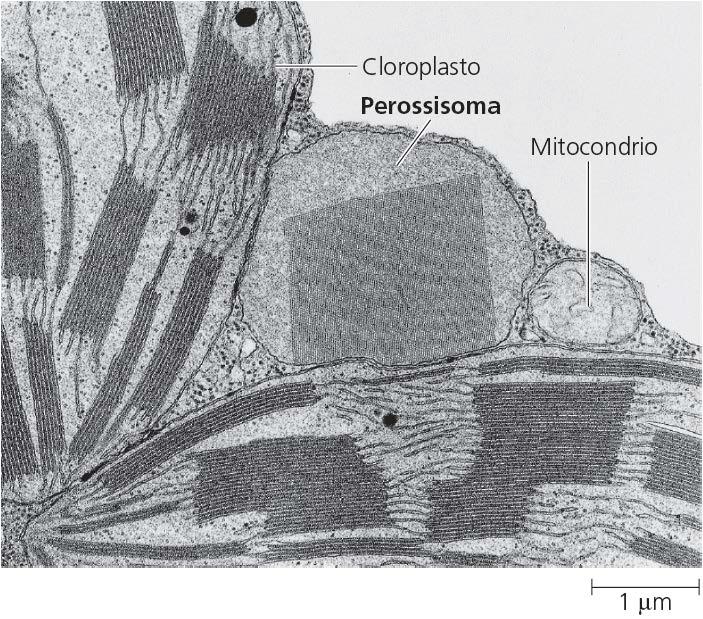 cellulare si equiripartiscono tra le due cellule figlie poi