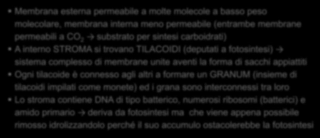 a. Plastidi (cloroplasti, cromoplasti, leucoplasti) Membrana esterna permeabile a molte molecole a basso peso molecolare, membrana interna meno permeabile (entrambe membrane