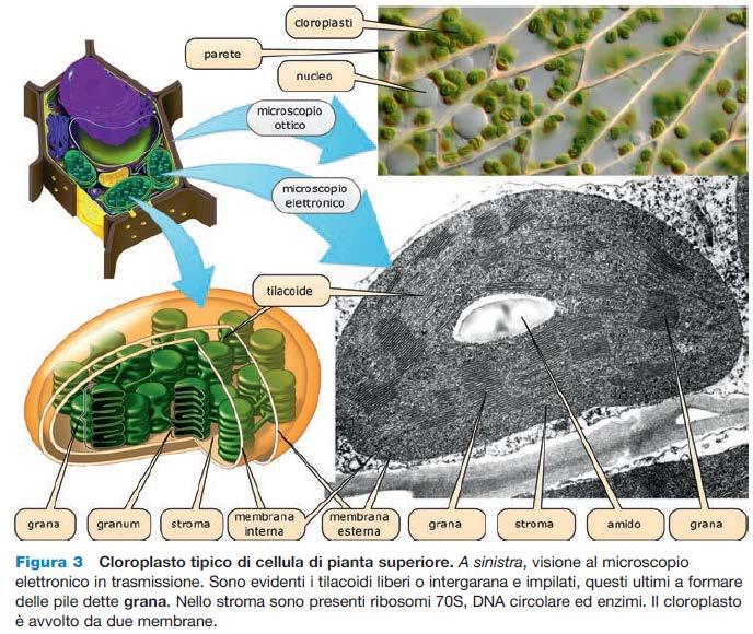 a. Plastidi (cloroplasti,