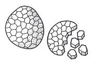 a. Plastidi (cloroplasti, cromoplasti, leucoplasti) Granuli