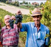 4. Alba è nel cuore del paesaggio vitivinicolo delle Langhe: a pochi km, le località di Barolo e Barbaresco, con i loro vini famosi in tutto il mondo,