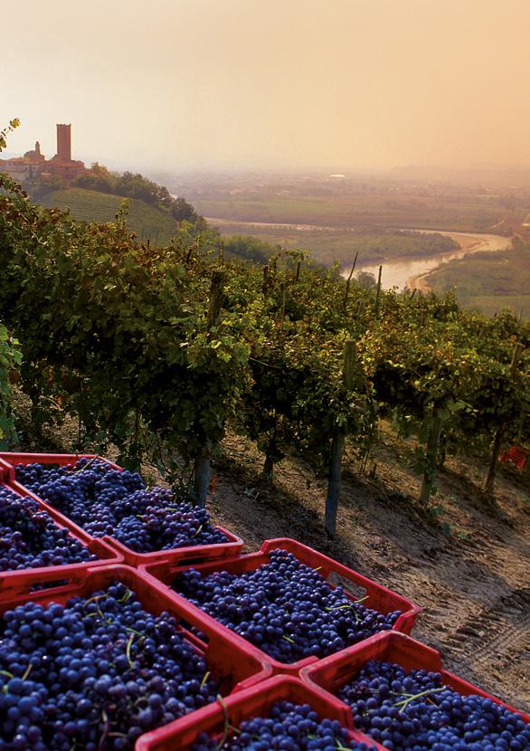 Tantissimi poi gli eventi dedicati al vino: a partire, in primavera, da Vinum, Fiera Nazionale dei Vini di Langhe Roero e Monferrato.