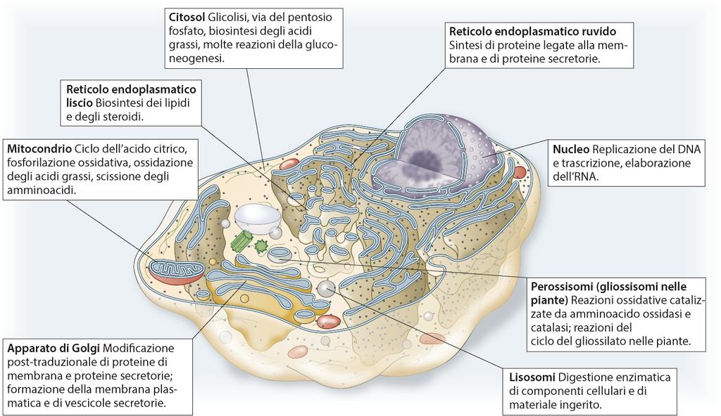 Funzioni metaboliche