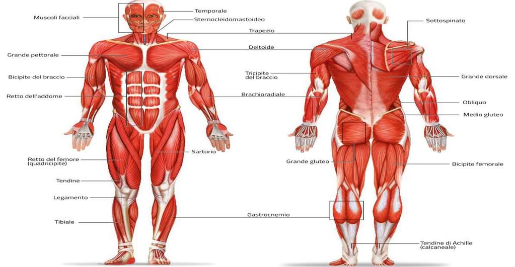 I muscoli
