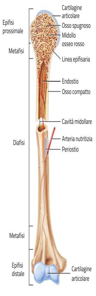 La struttura delle ossa. DIAFASI: -Parte centrale delle ossa lunghe.