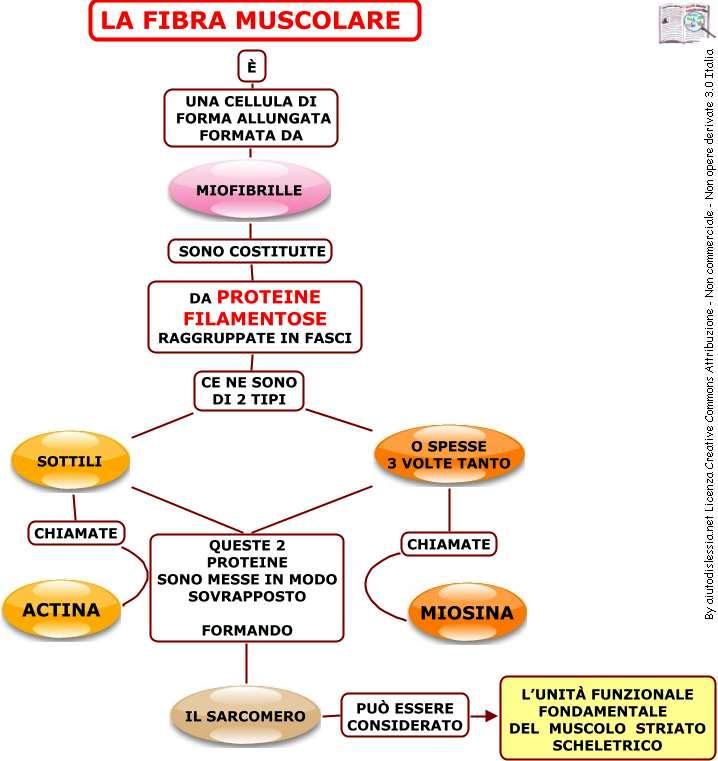 MUSCOLO Costituito da polinucleata Fasci di fibre muscolari Ogni fascio è formato da Fibre muscolari parallele circondate da tessuto connettivo Filamenti