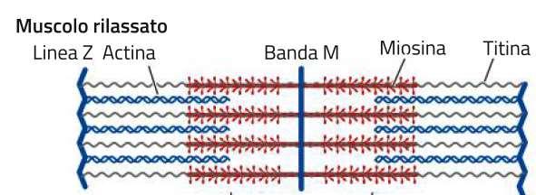 La contrazione muscolare I filamenti di actina e miosina si dispongono in modo ordinato formando unità