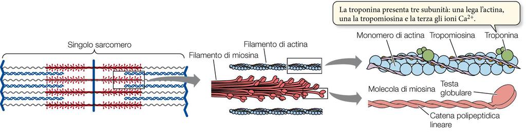 Il tessuto muscolare scheletrico I filamenti spessi sono composti da miosina, una proteina formata da una testa globulare e una coda fibrosa.