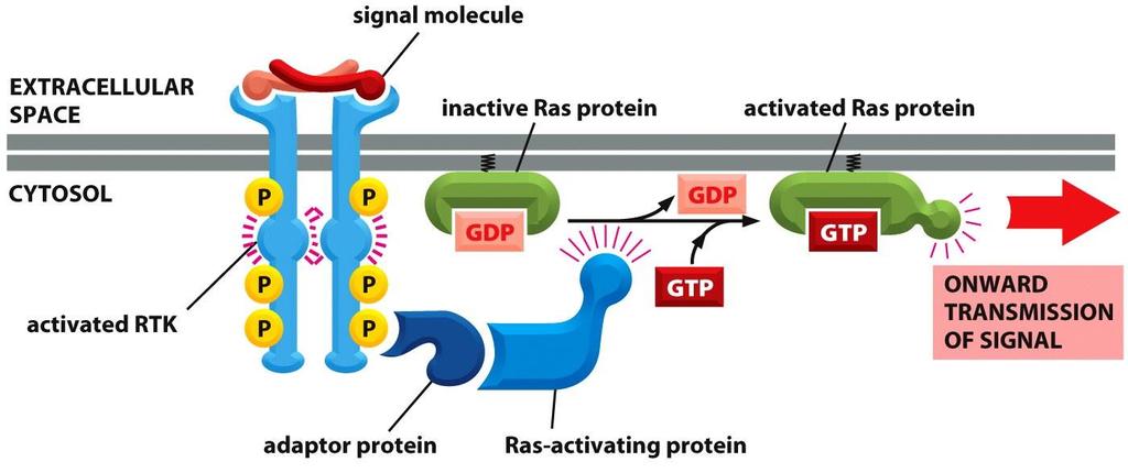 proteine che legano il GTP proteine monomeriche che