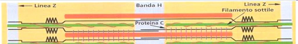 Altre proteine del sarcomero TITINA: proteina filamentosa tra la linea Z e