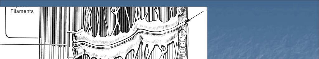 Tubulo T Triade Cisterna terminale Linea Z Reticolo sarcoplasmatico e Tubuli T Il tubulo T è una invaginazione