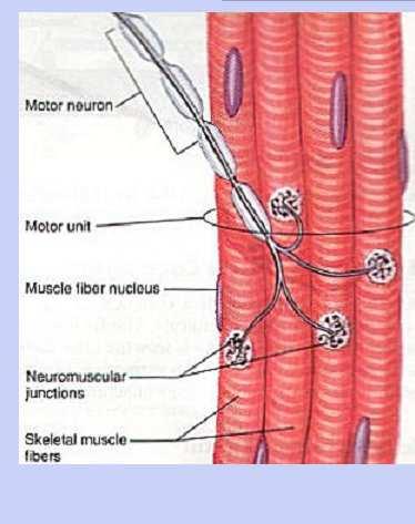 Nel muscolo striato scheletrico tutte le fibre ricevono un impulso nervoso e sono quindi in contatto con la terminazione di una cellula nervosa: giunzione neuromuscolare Unità motoria: gruppo di