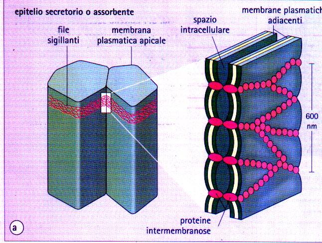 Giunzioni occludenti