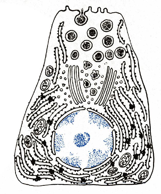 Polarità di una tipica cellula cilindrica Superficie libera provvista di microvilli o ciglia Golgi vicino al nucleo Nucleo vicino alla MB Mitocondri
