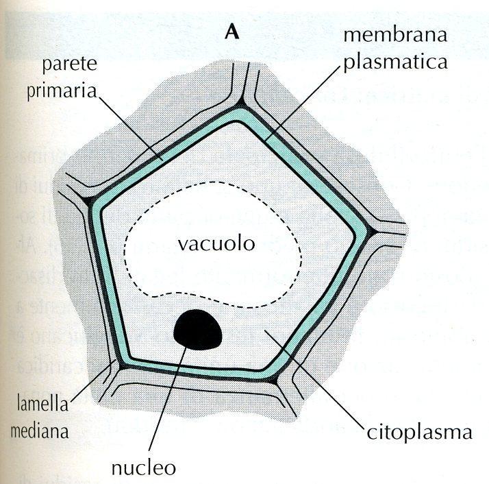 Parete